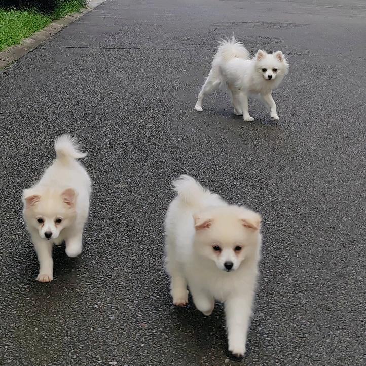 博美云朵和糯米