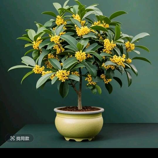 桂花