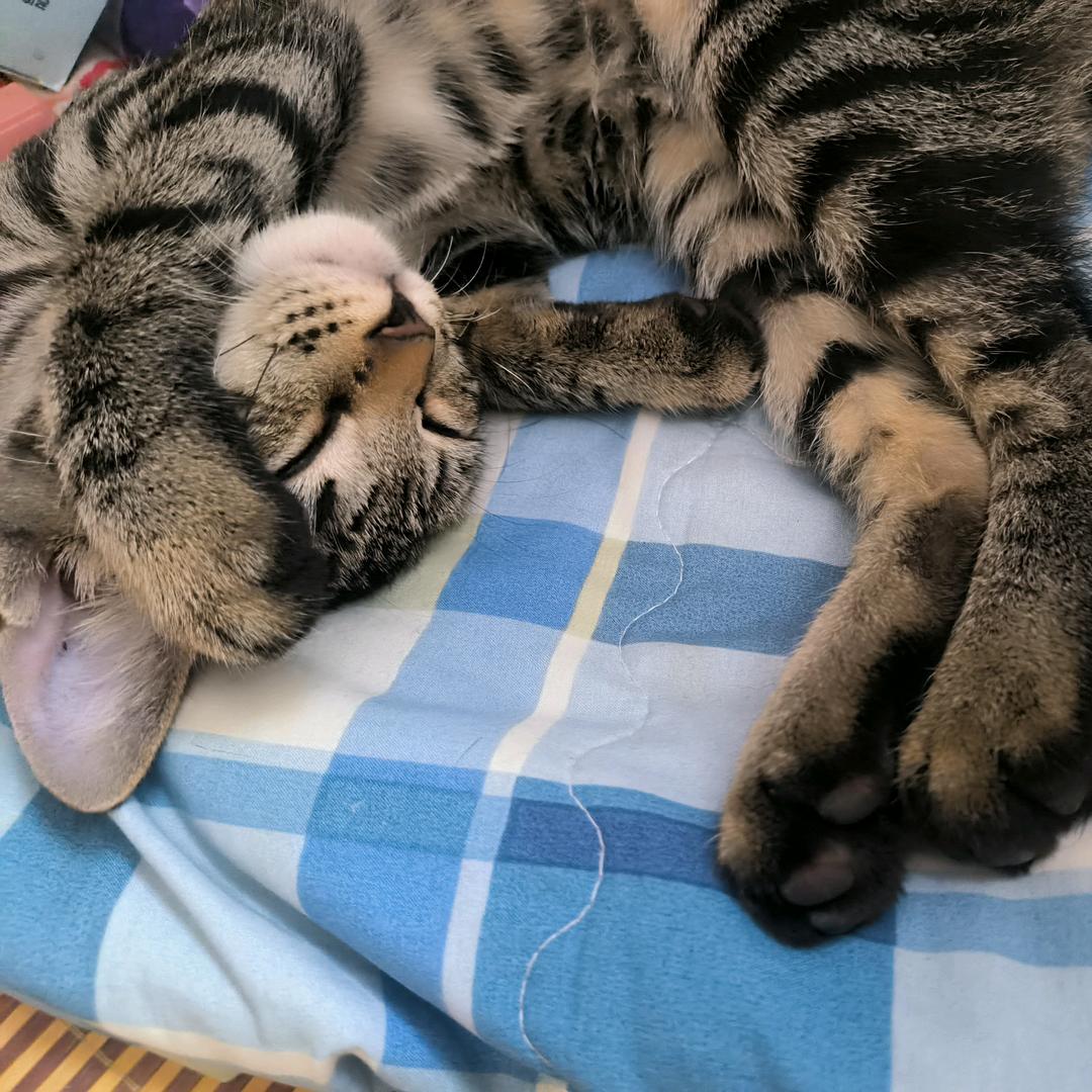 商城楊杨防水师傅