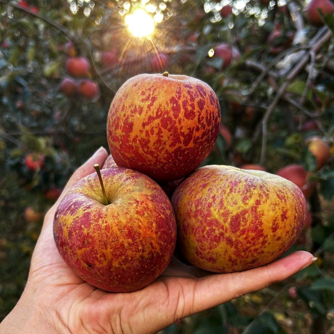 越丑越甜昭通苹果