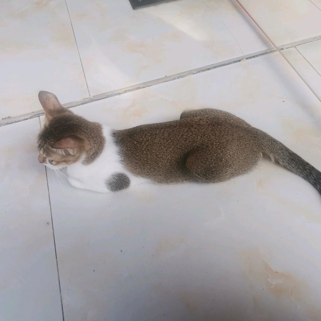 狸花