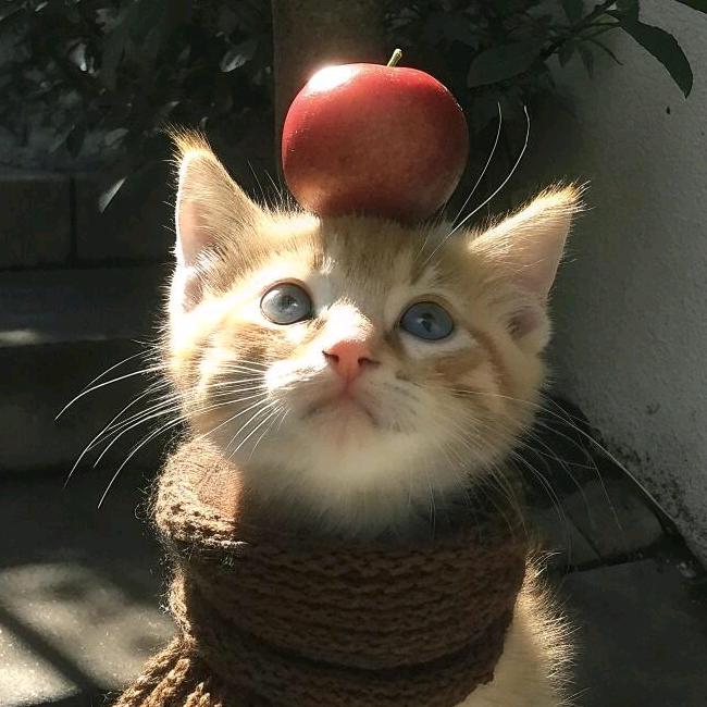 bililac呀（晚七直播）