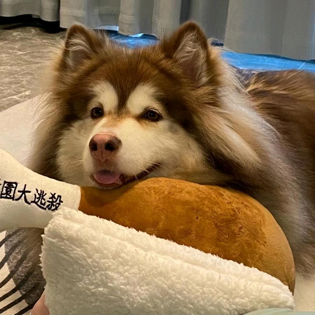 葱头日记