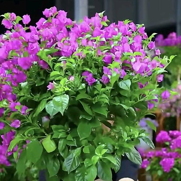 平凡日子里挣扎