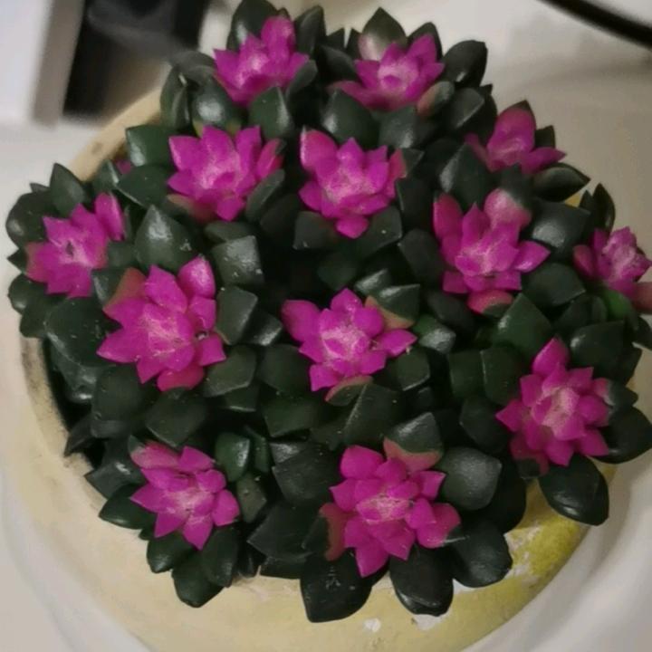 ✨ོ甜心ꦿএ᭄