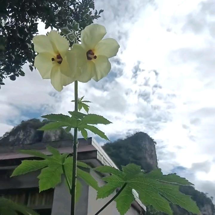 青山故友
