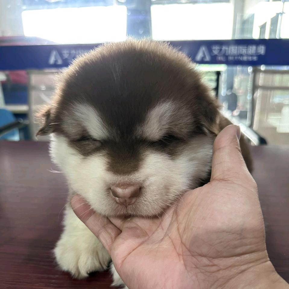 依旧