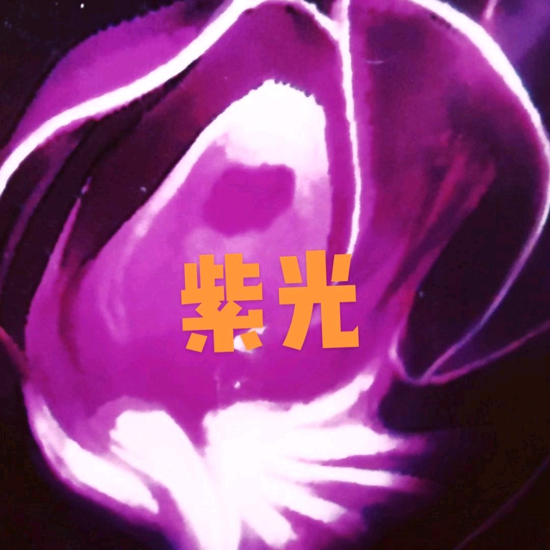 ✨紫光✨