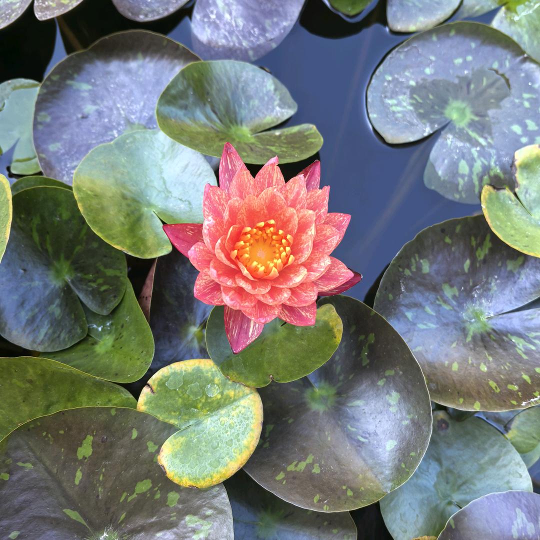 周口全友整家设计～贾红丽