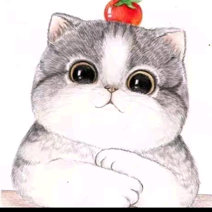 一只流浪猫🐱