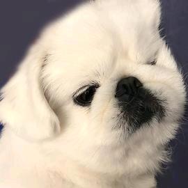 K✪ω✪