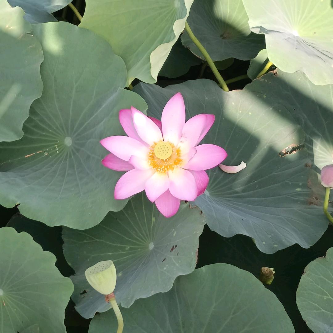 冬去春归