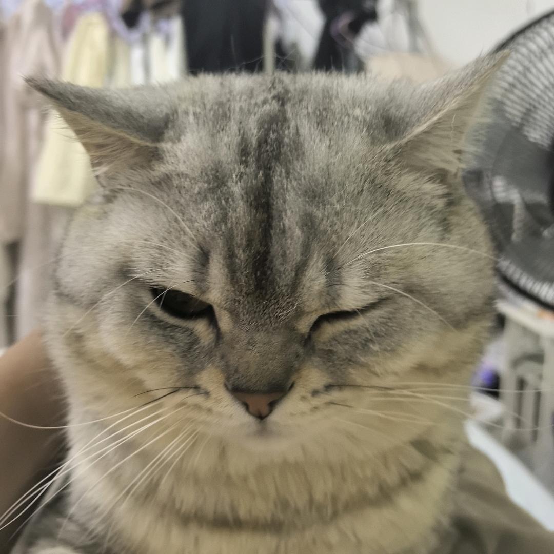 石楠