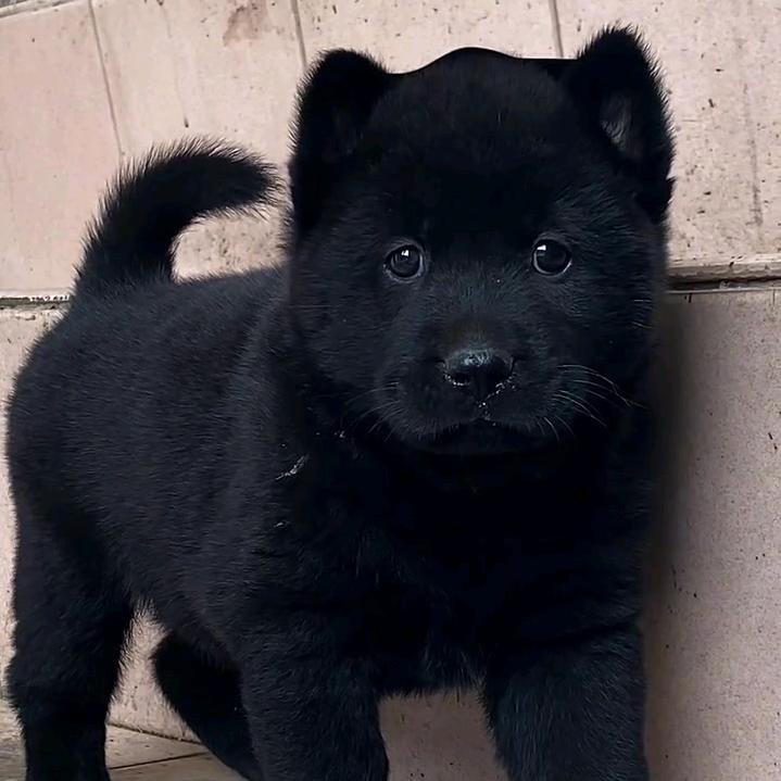 广西家佳宠田园犬