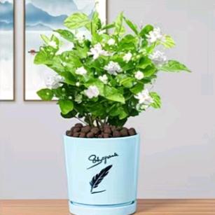 茉莉哥