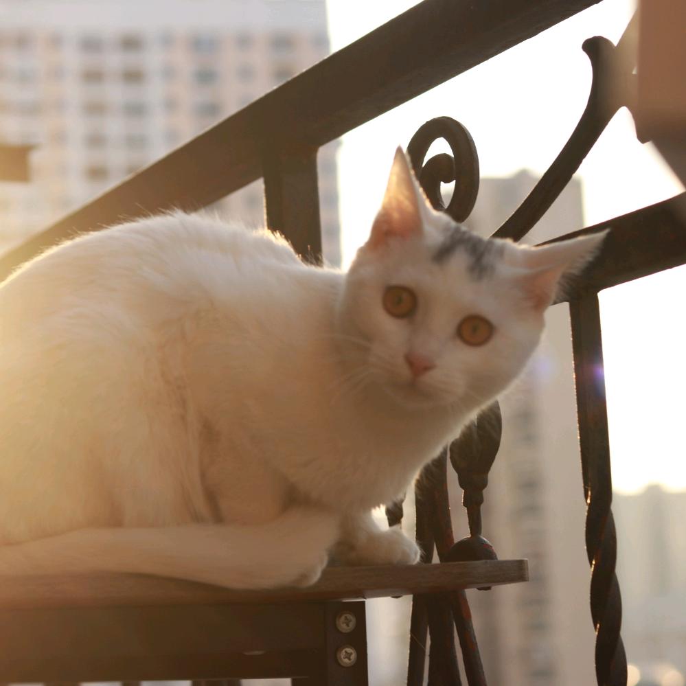 爱玩手机的李白