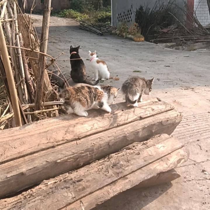 异草莓罗