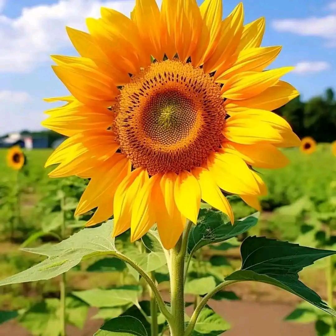 🌿༼幸福💞袁满᭄☘️