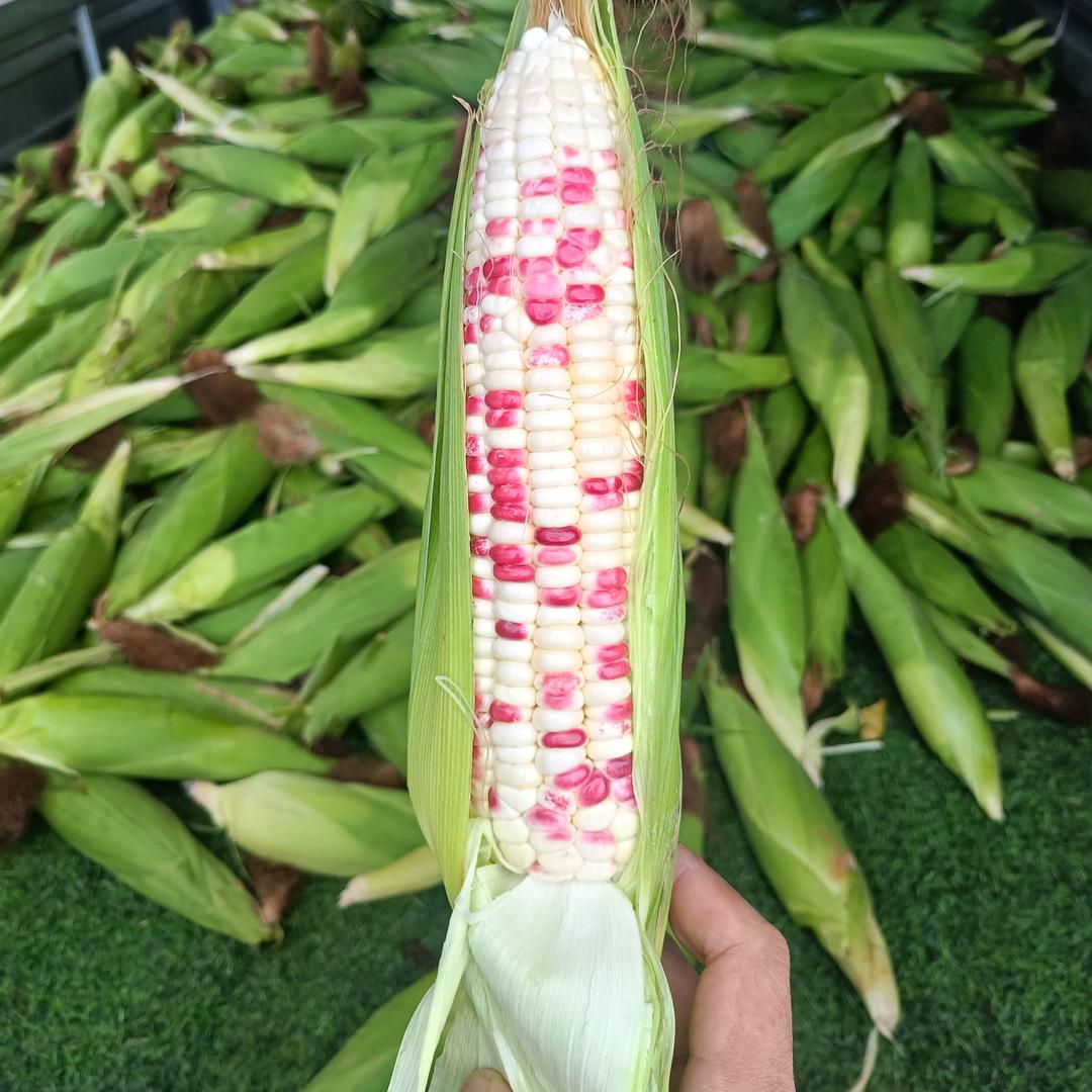 水果玉米~糯玉米