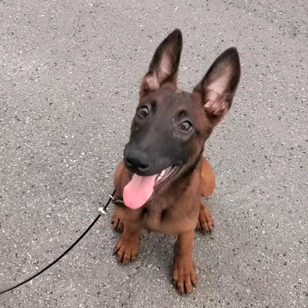 艳姐家的小马犬