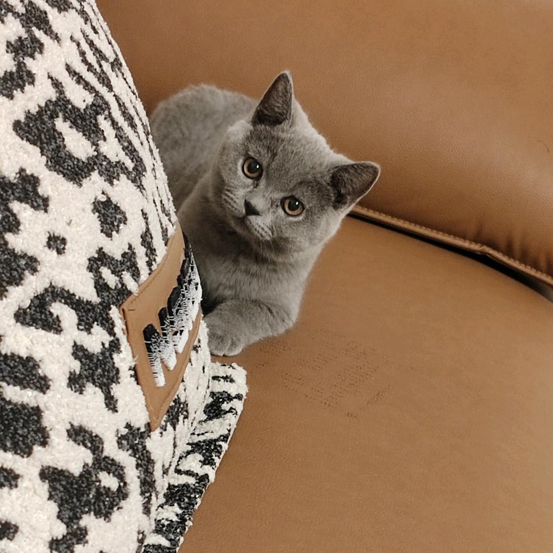 找不到方向的猫咪🐱