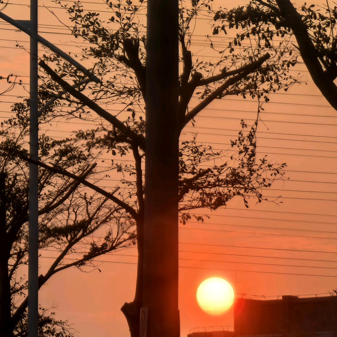 萌蔓198