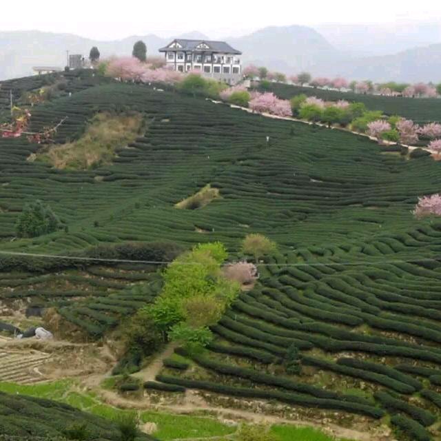 花开富贵好运常来