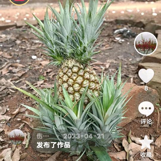 海建和成