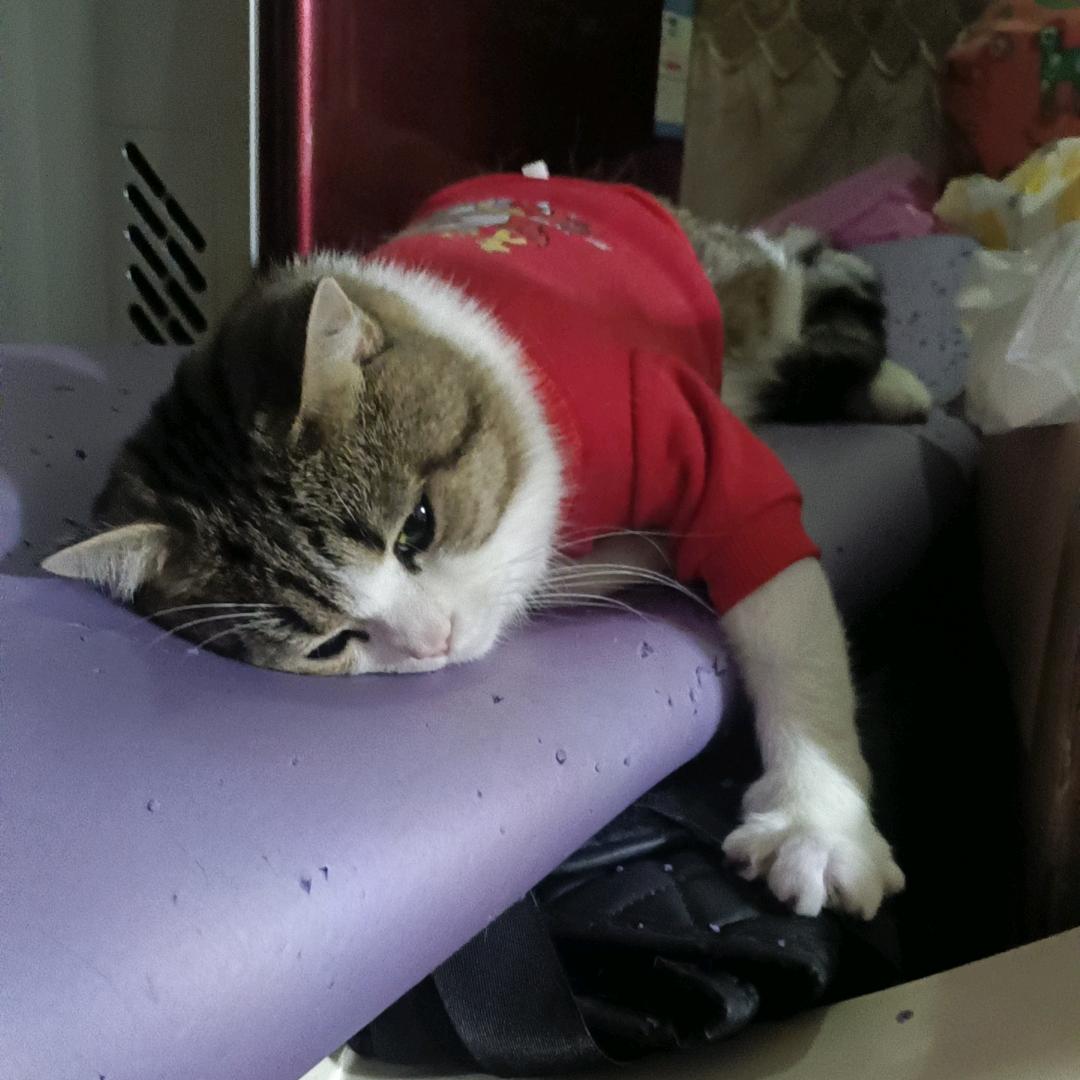封心锁爱