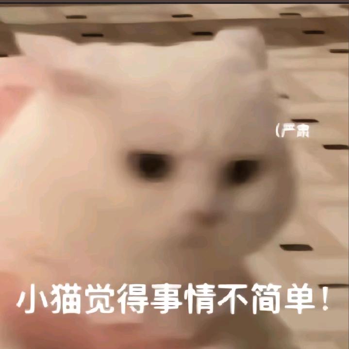 小猪歪歪