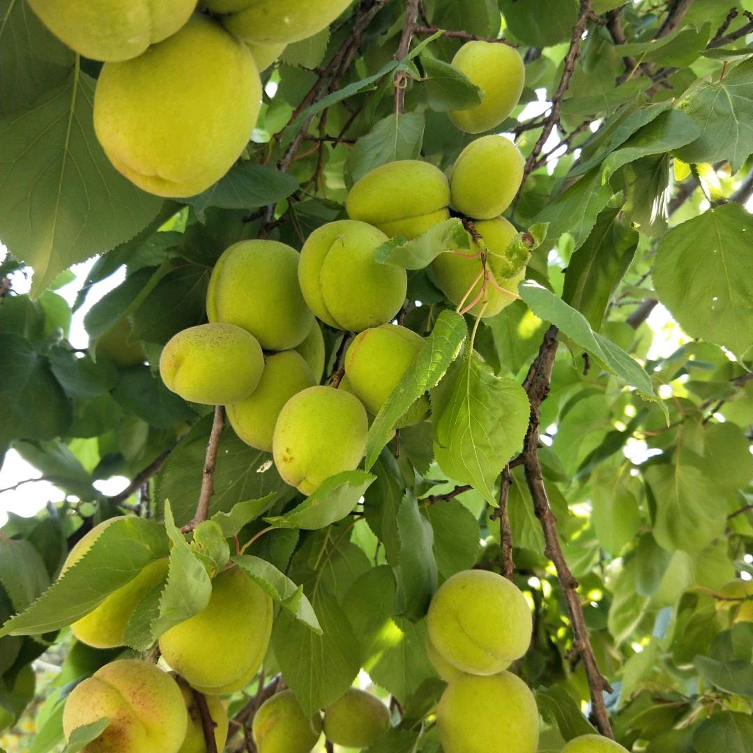 沉默？是金
