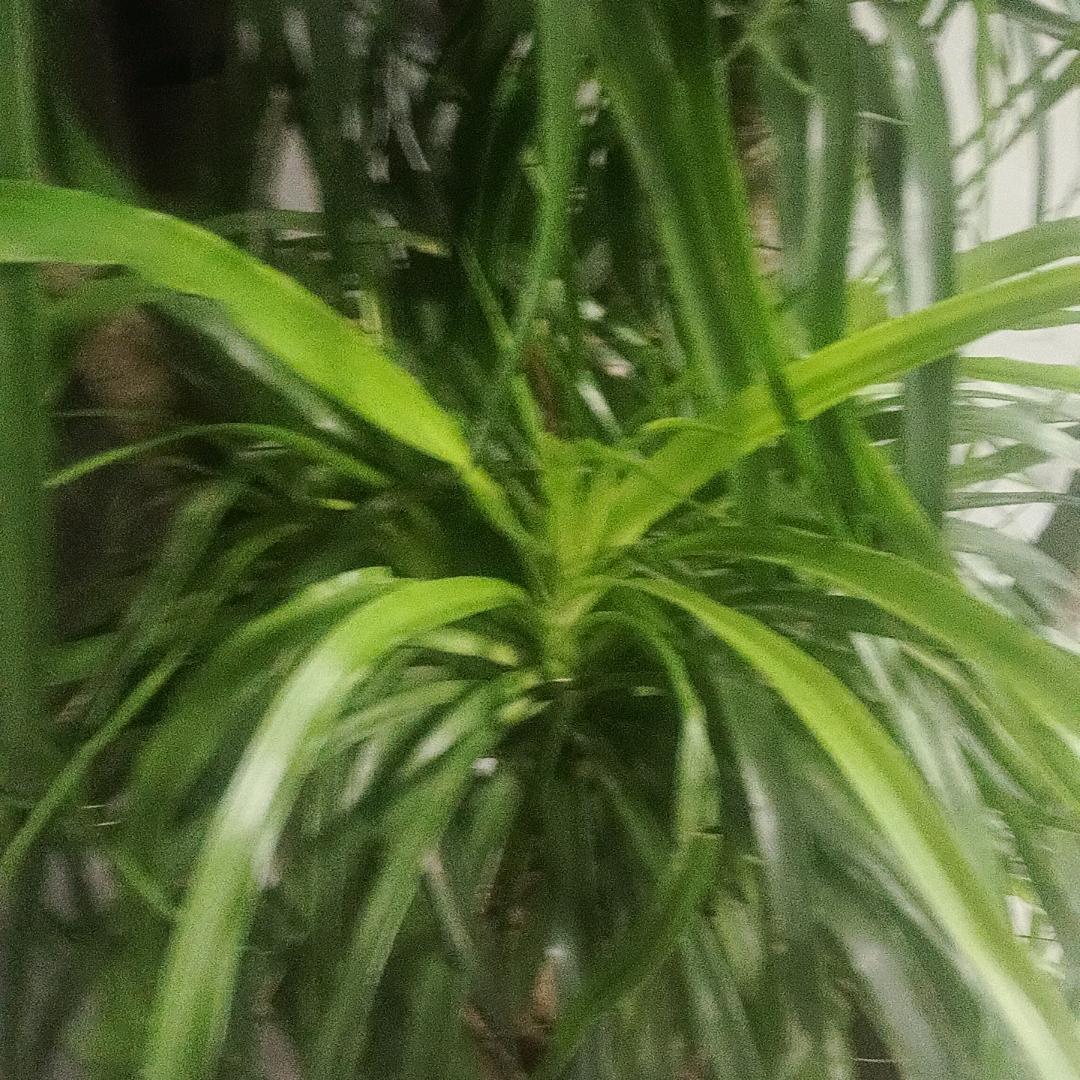 孤狼传说