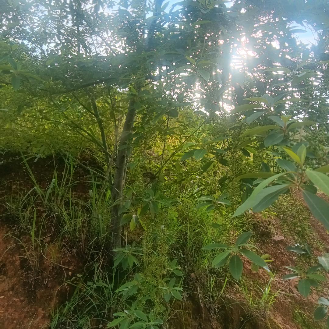 邱礼江西赣州唱歌🎤感恩