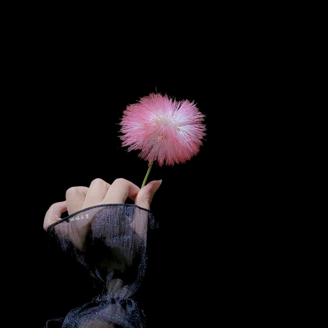 自由行走的花