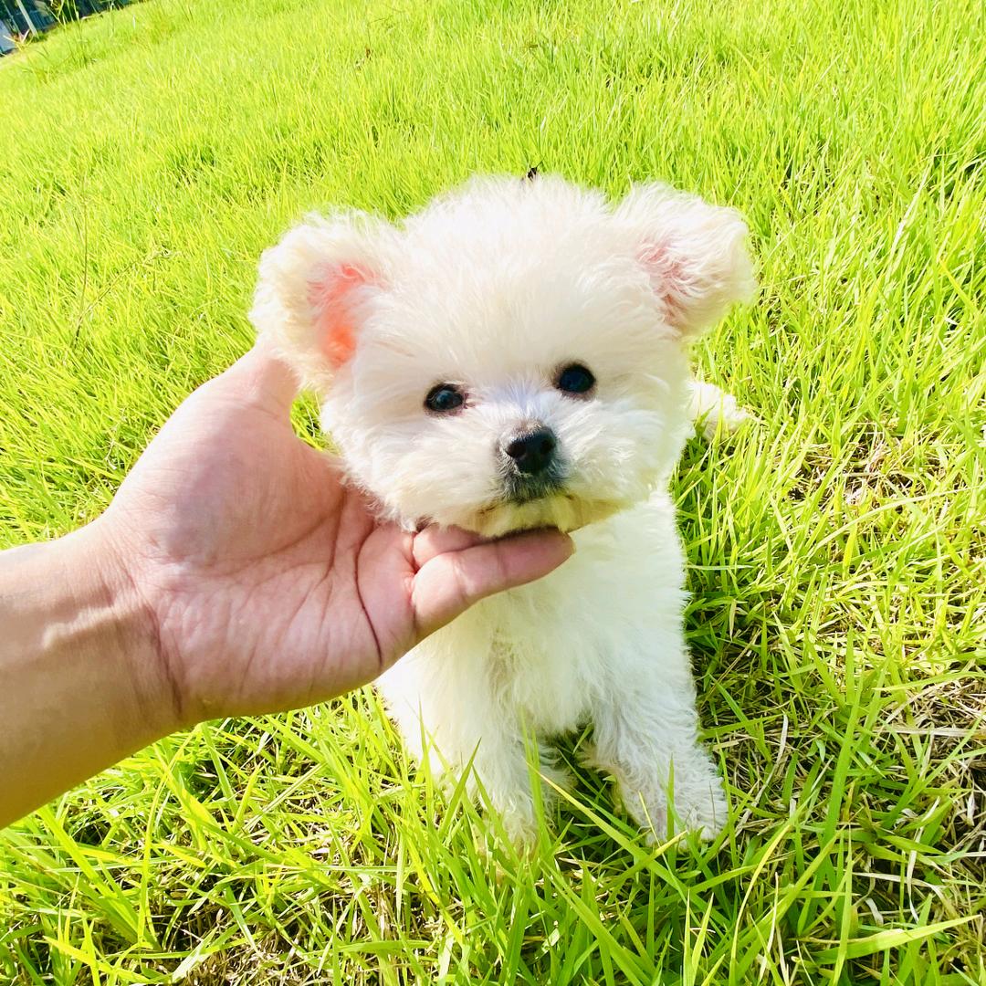 安生家ᥫᩣ萌宠（私信了解）