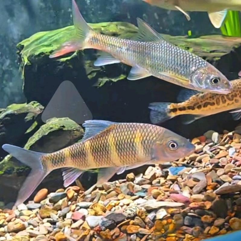 派大星溪流。