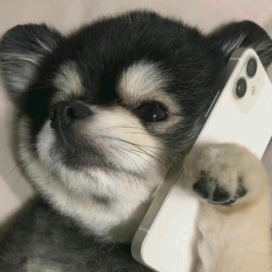 ( ˃̶̤́ ꒳ ˂̶̤̀ )