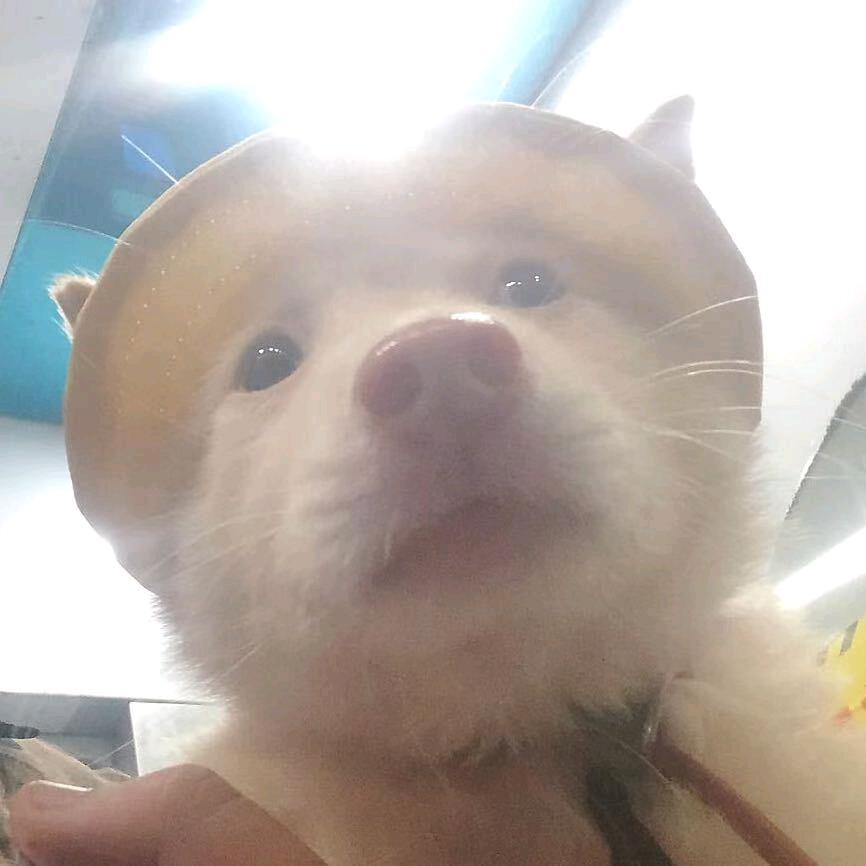 胖虎 （三角洲）顶护