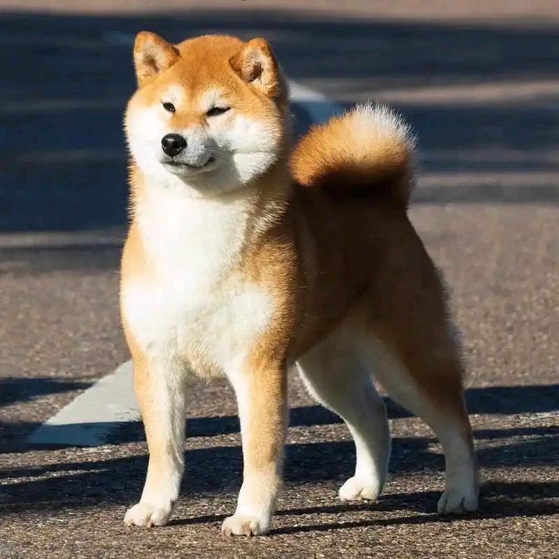 旺财～养狗小帮手