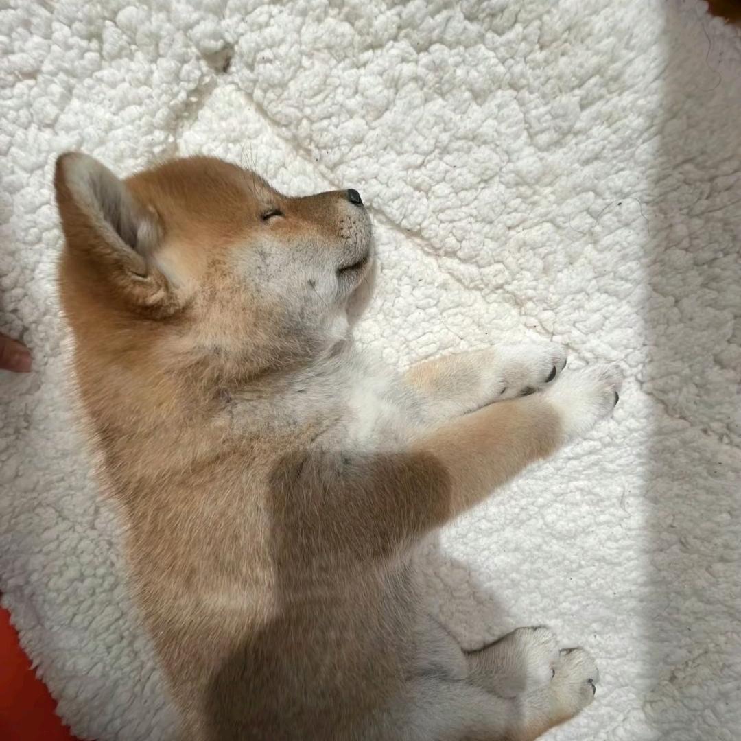 殇