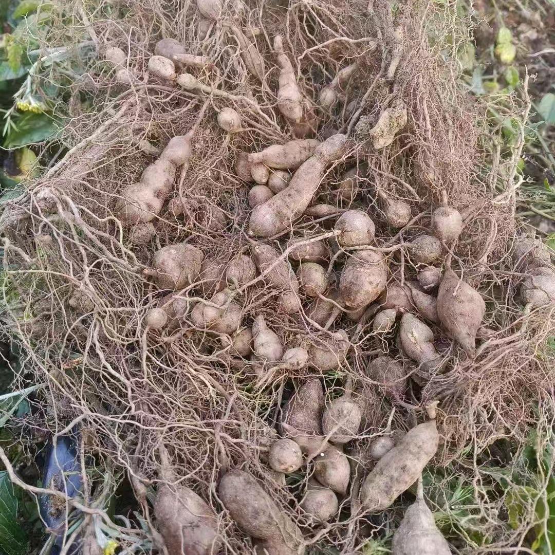 中药材种植技术分享~洁