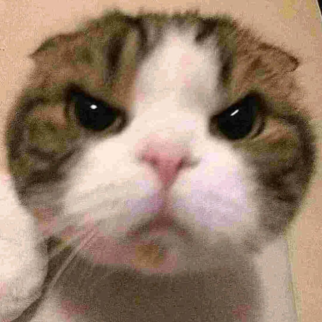 九命猫