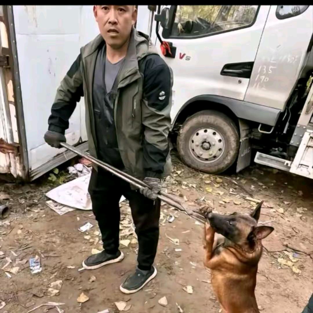 AAA图哥专业套狗