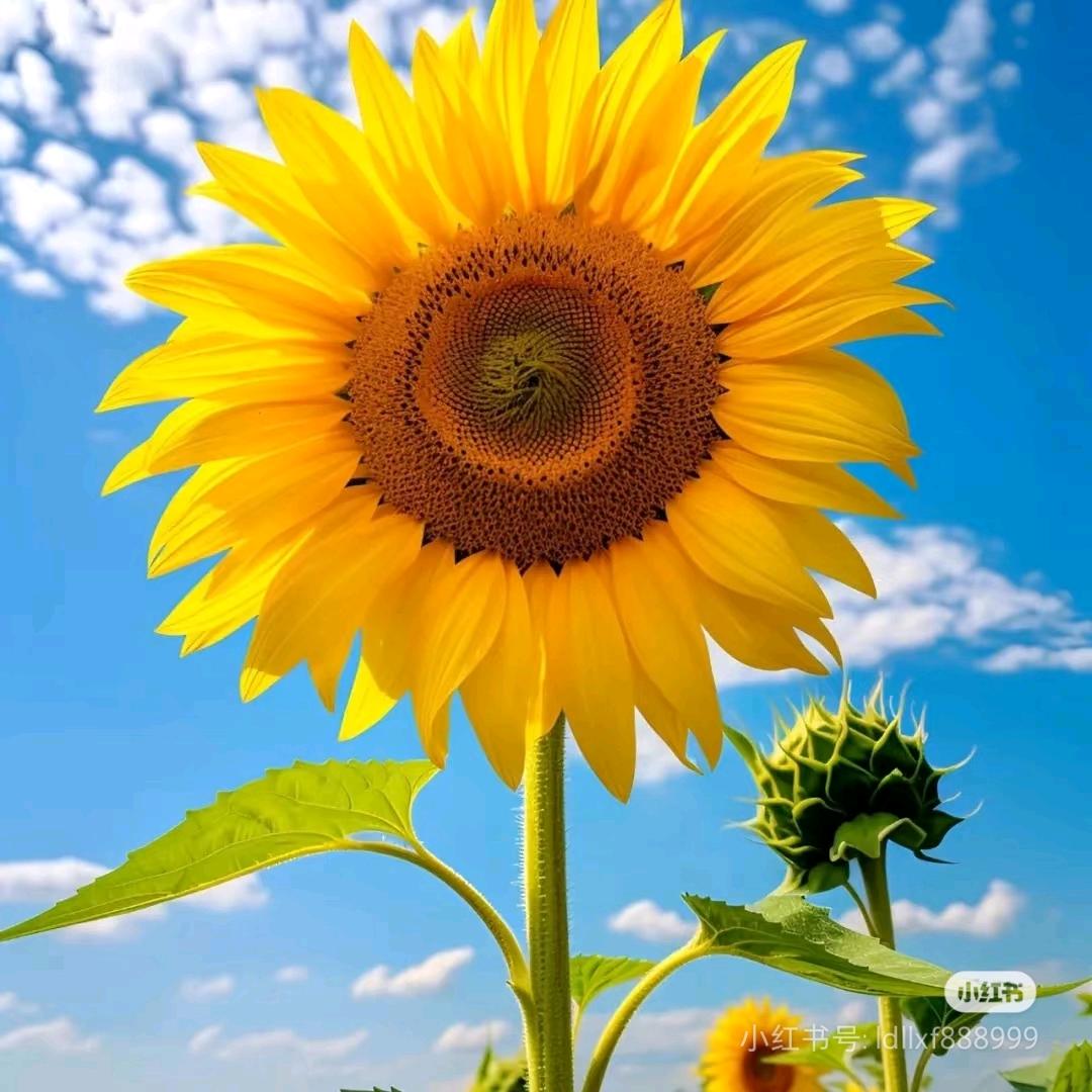 静悟数字心理学