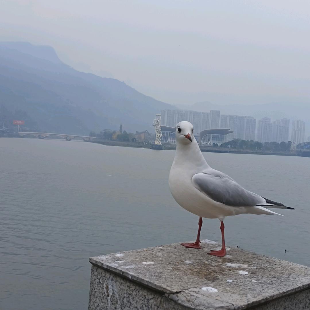 ‍‍    ‍名雅孔务（杨师）