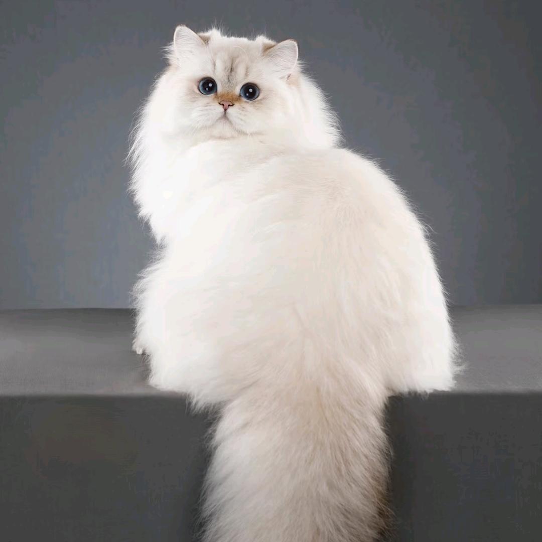 太太猫