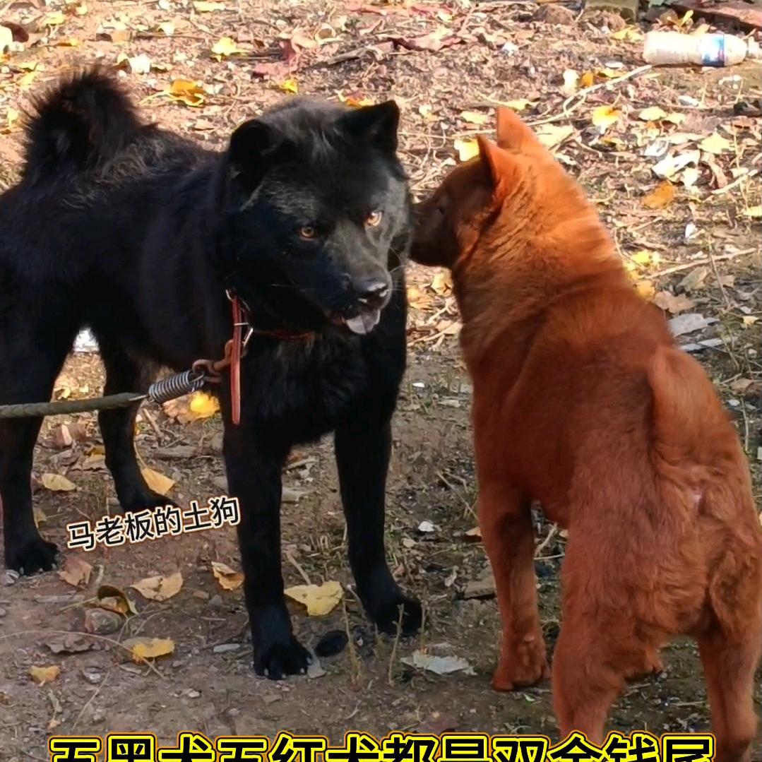 五黑犬爱好者（马老板）