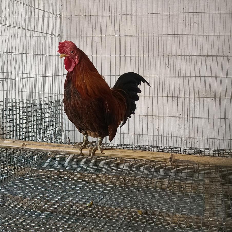 济宁高哥元宝鸡