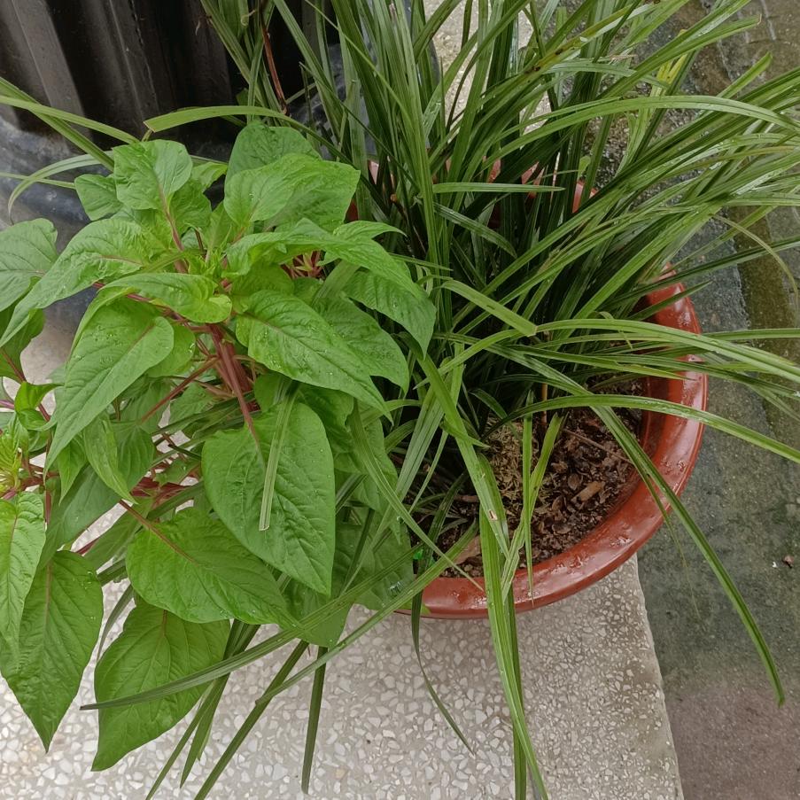 烈酒寄相思