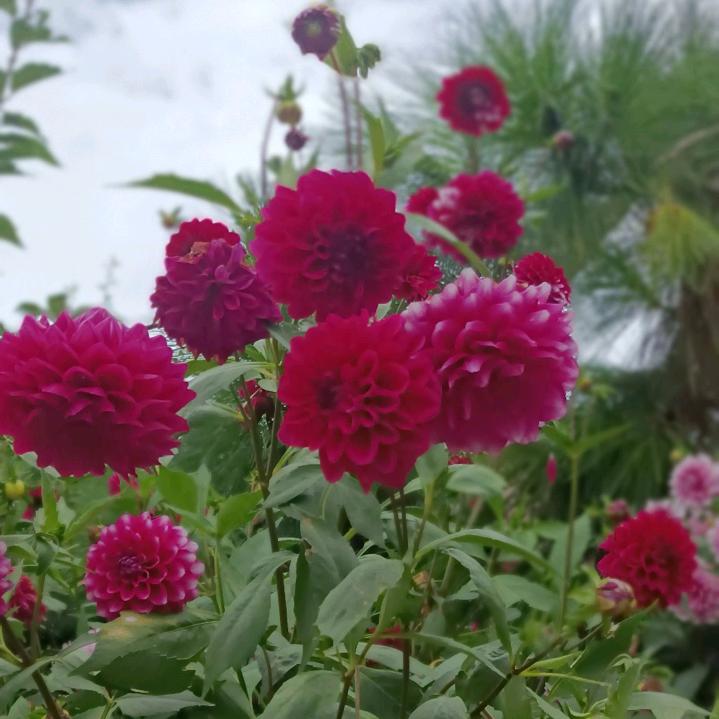 思语